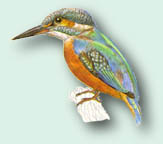 Eisvogel 11KB