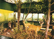 Museum f&uuml;r Naturkunde