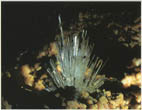 Farblose Gipskristalle aus dem Tagebau Lichtenberg