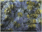 Zonar gefärbter Wavellit aus dem Tagebau Lichtenberg