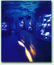 Beeindruckende UV-Show